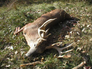 2004deer005.jpg