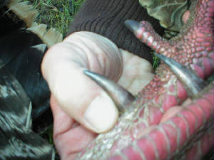 2005turkeyseason005.jpg