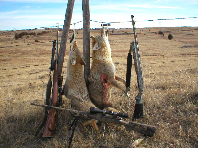 2002coyotehunt02.jpg