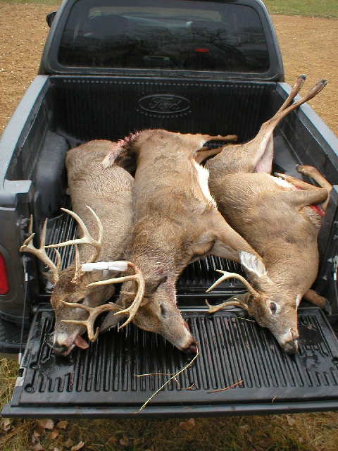 deer200307.jpg